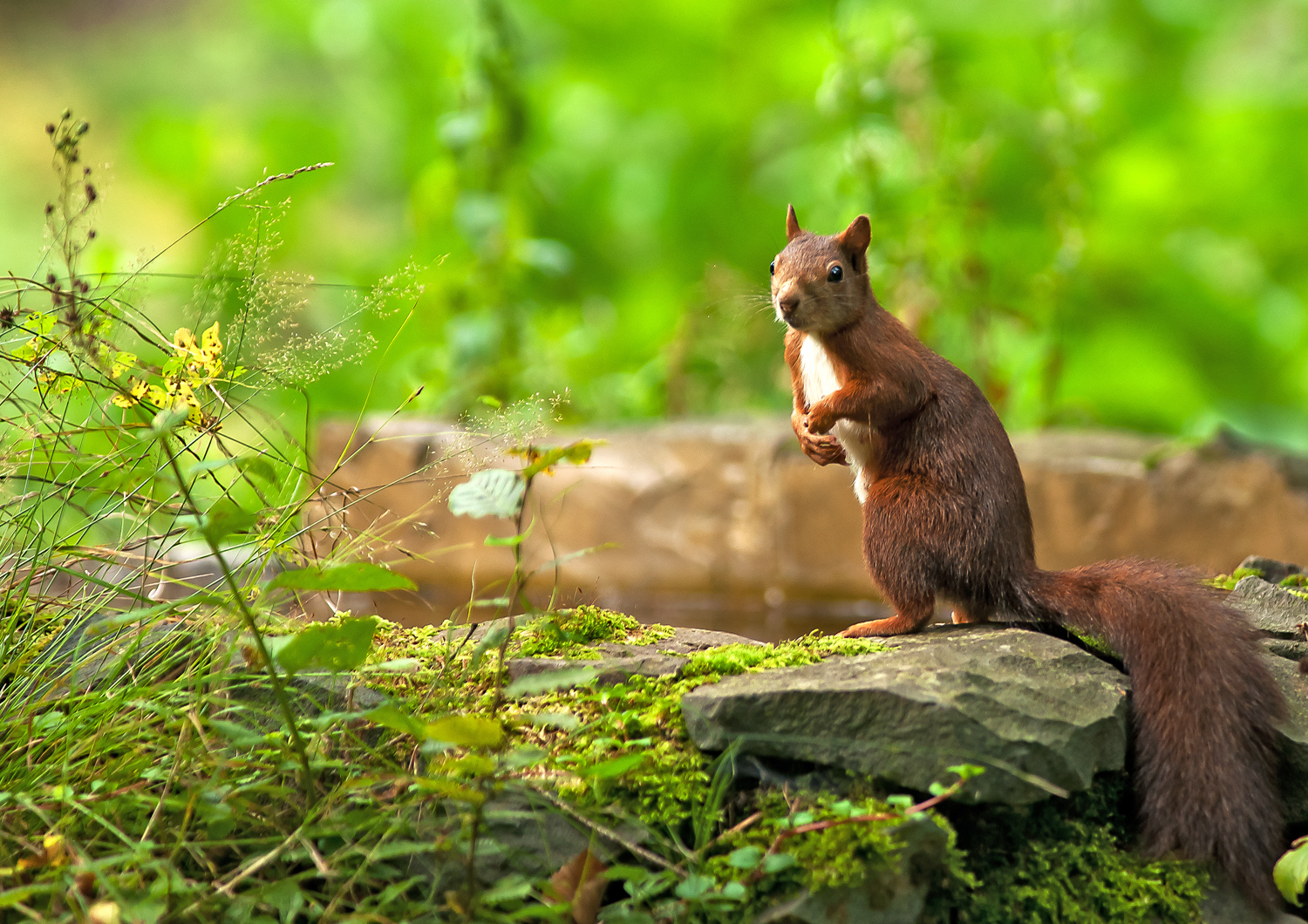 Eichhörnchen