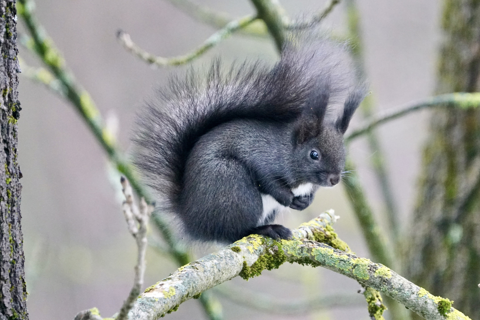 Eichhörnchen