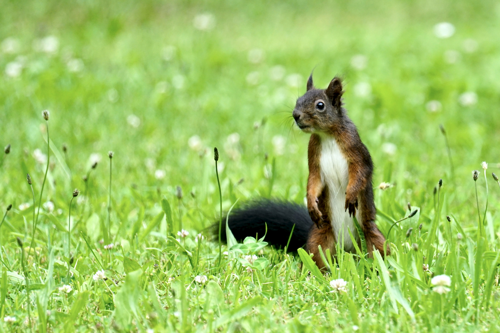 Eichhörnchen