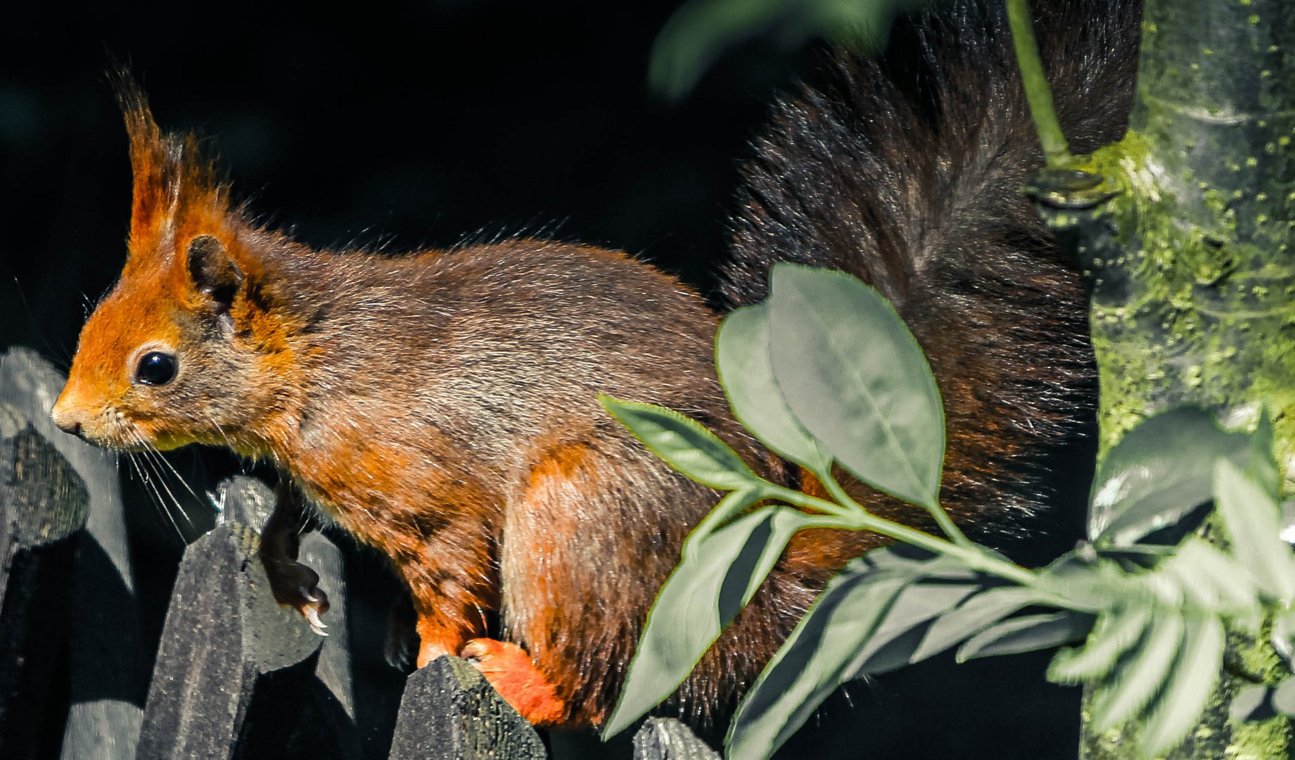 Eichhörnchen