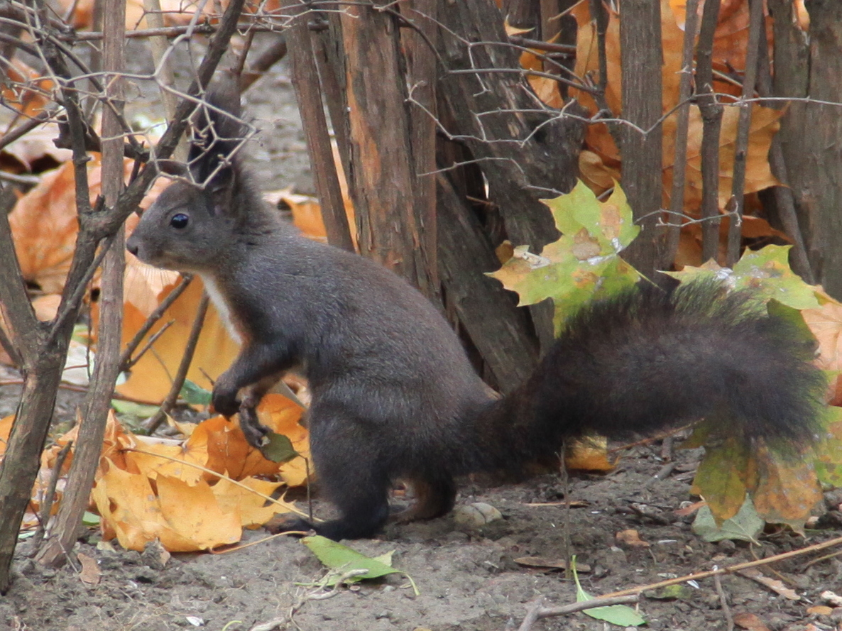 Eichhörnchen