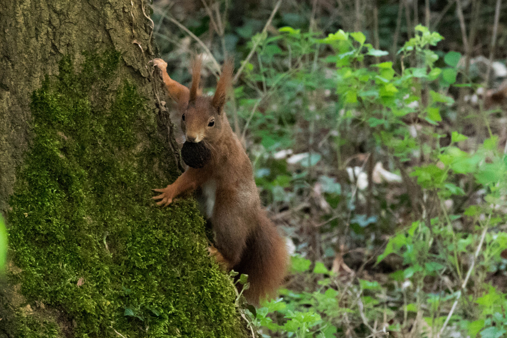 Eichhörnchen