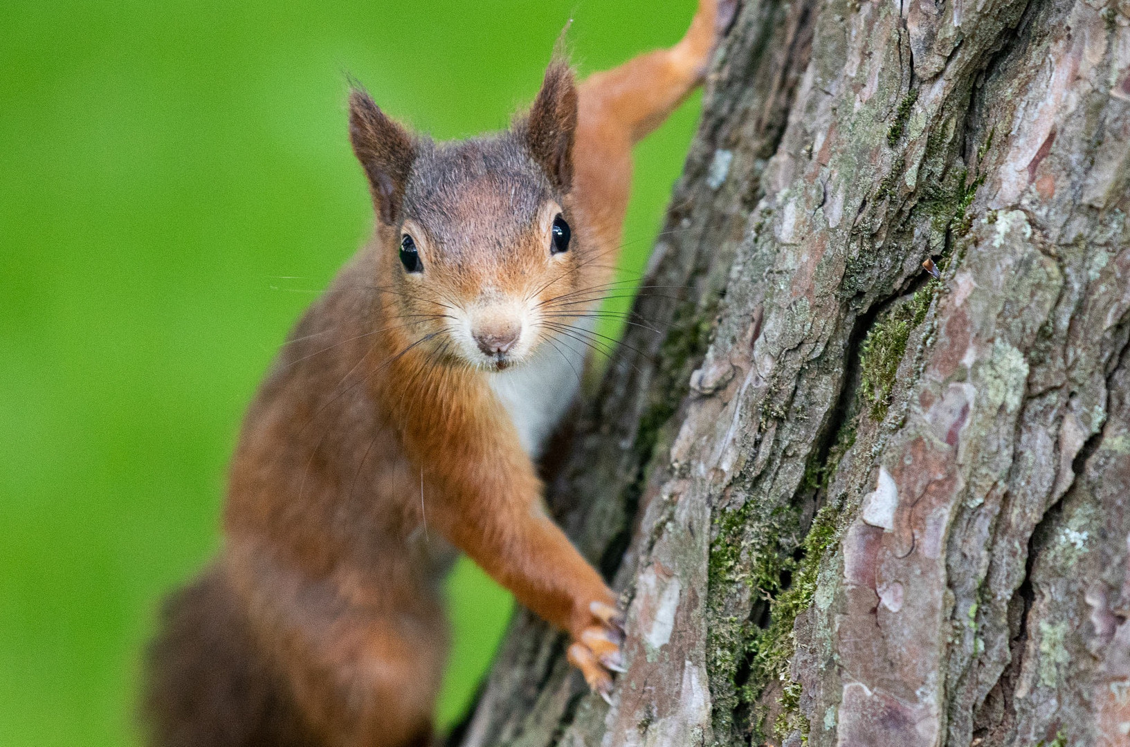 Eichhörnchen 