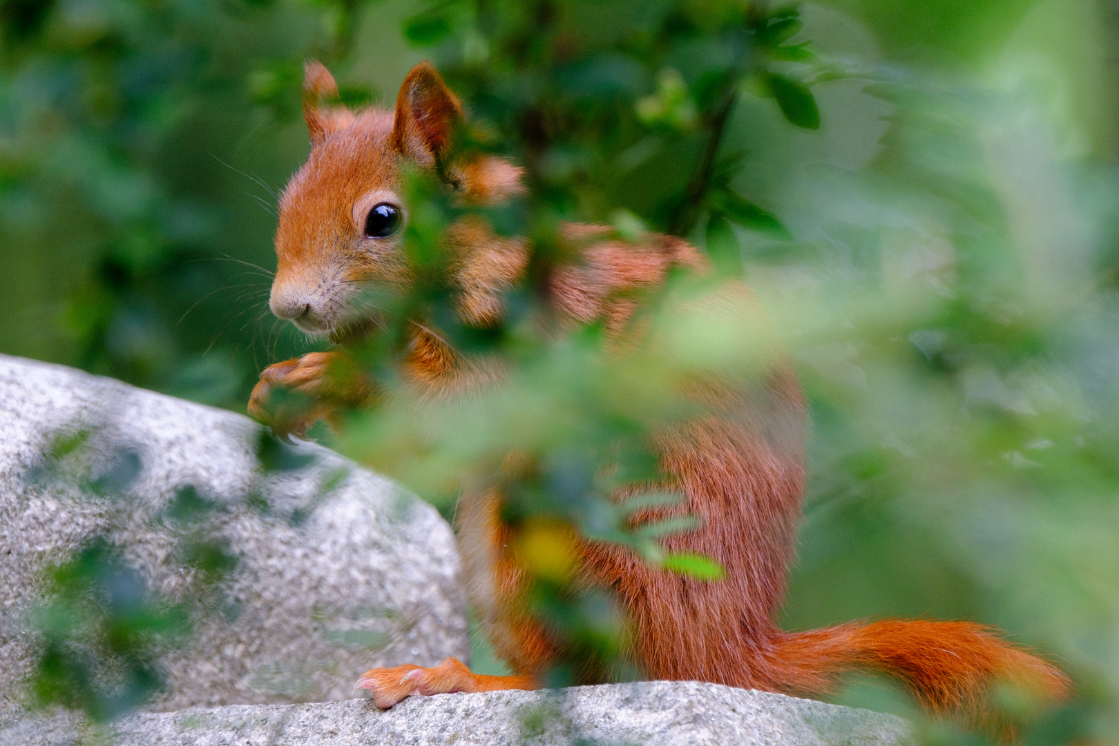 Eichhörnchen