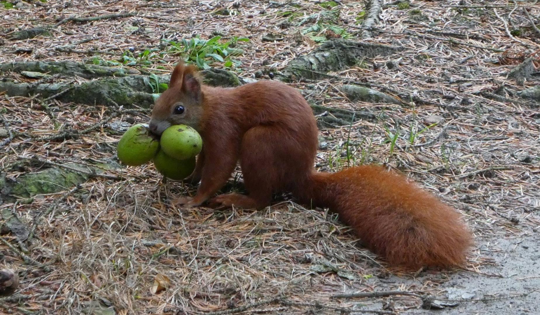 Eichhörnchen