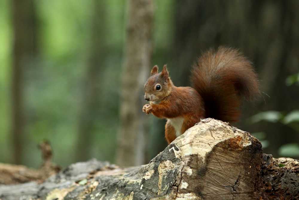 Eichhörnchen Foto & Bild | tiere, natur, eichhörnchen Bilder auf
