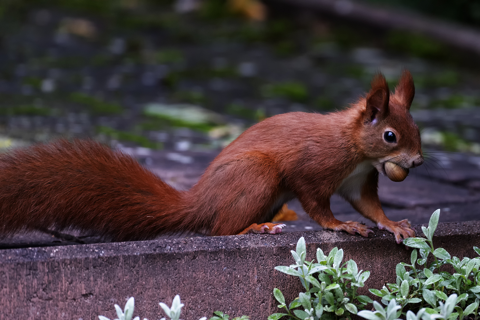 Eichhörnchen