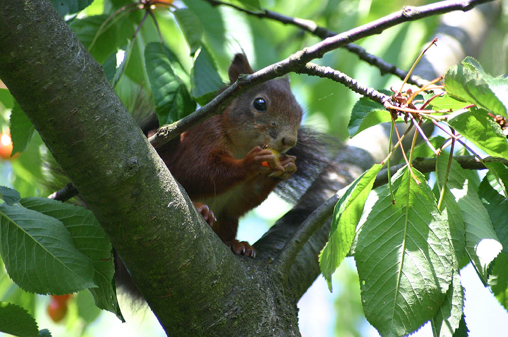 Eichhörnchen