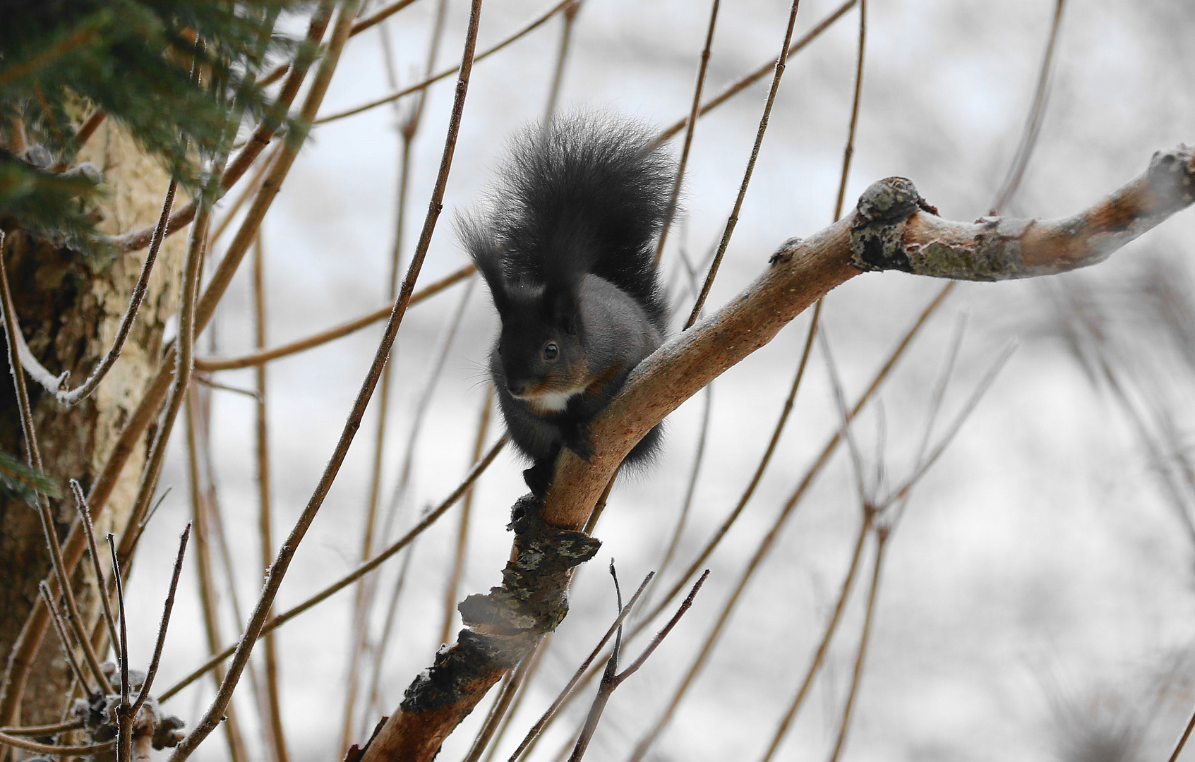 Eichhörnchen