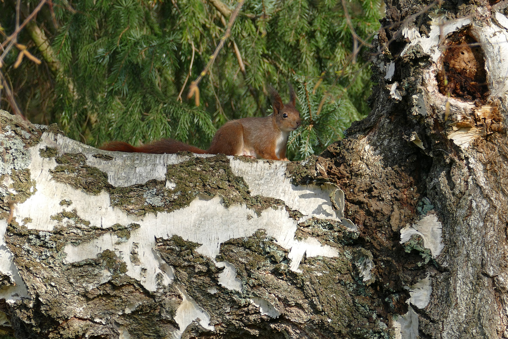 Eichhörnchen