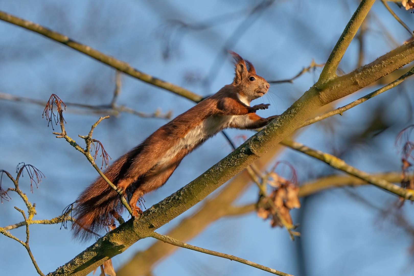 Eichhörnchen