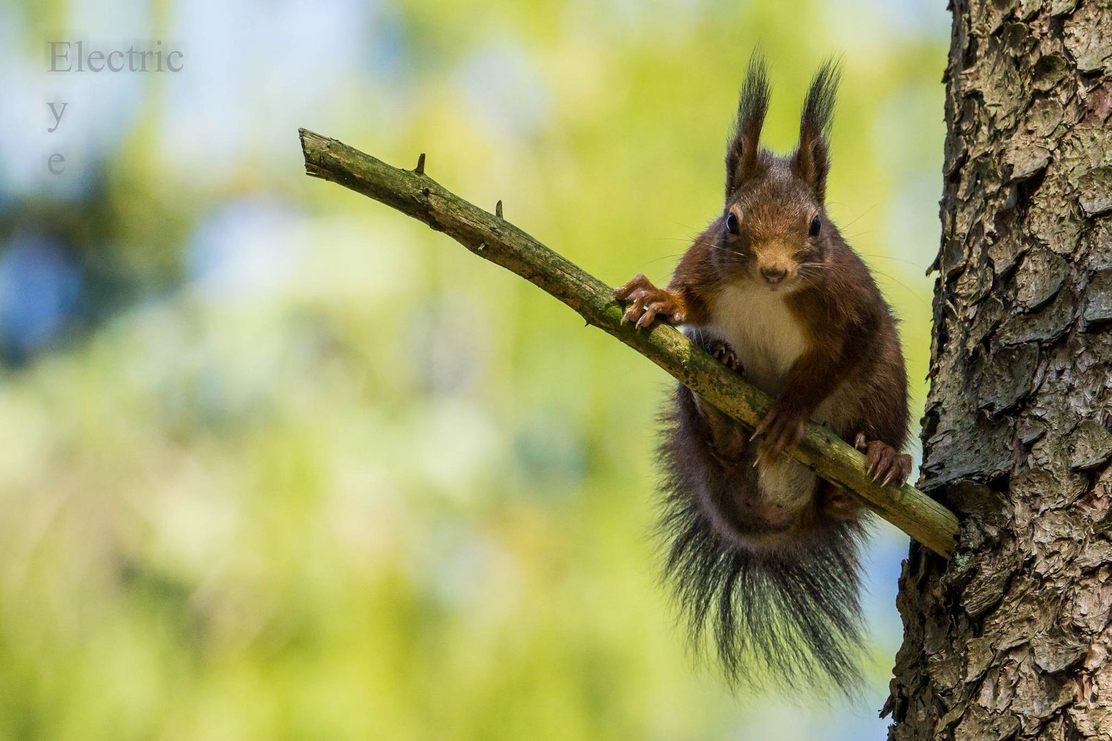 Eichhörnchen