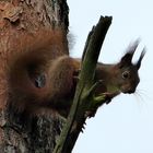 Eichhörnchen 3