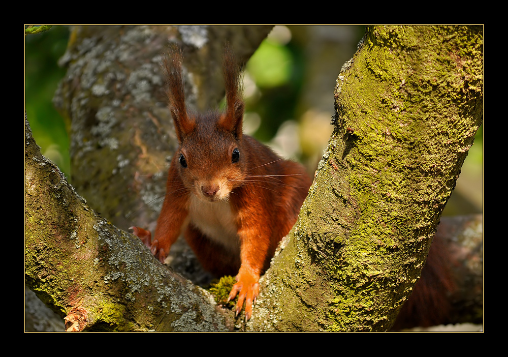 Eichhörnchen #3