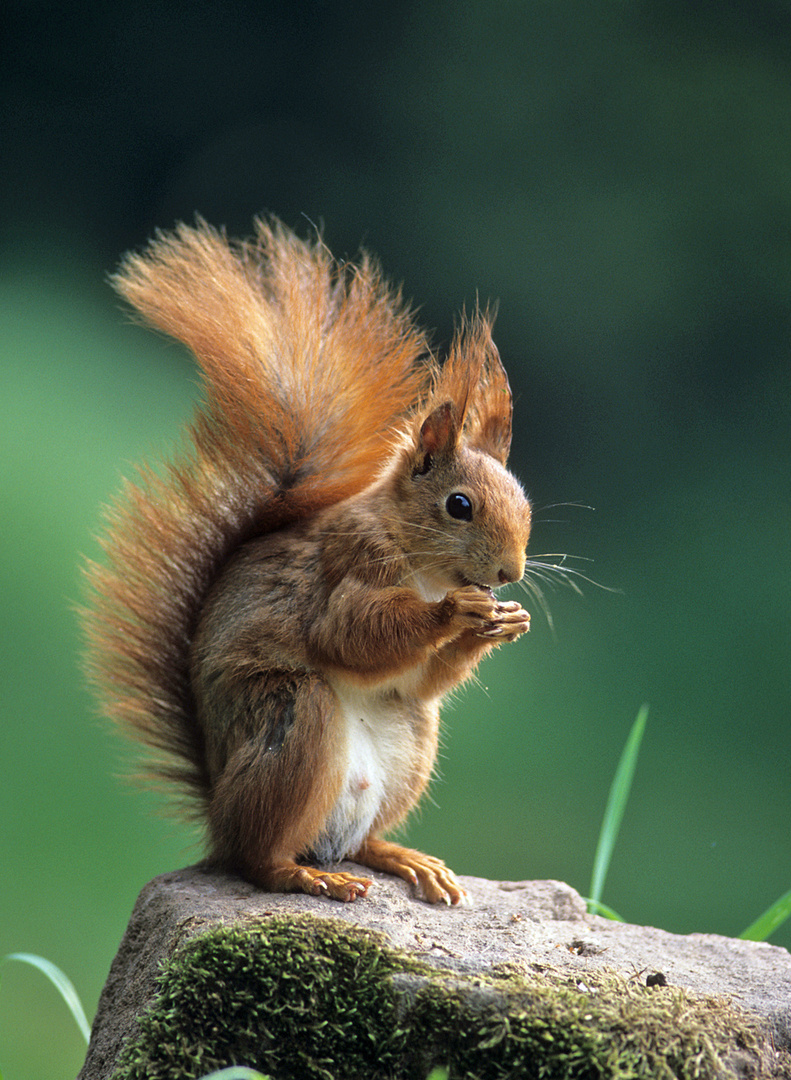 --- Eichhörnchen 3 ---    ( Sciurus vulgaris   )