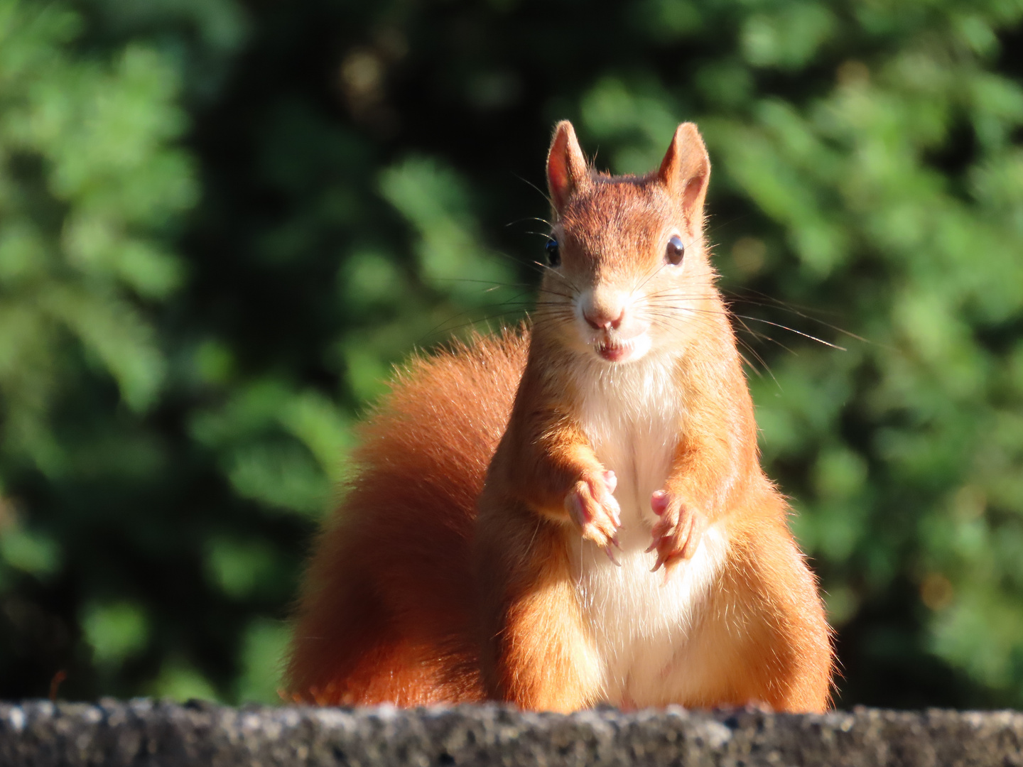 Eichhörnchen (30.06.2022) - 2