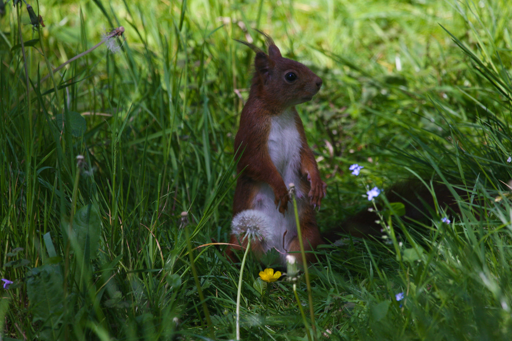 Eichhörnchen