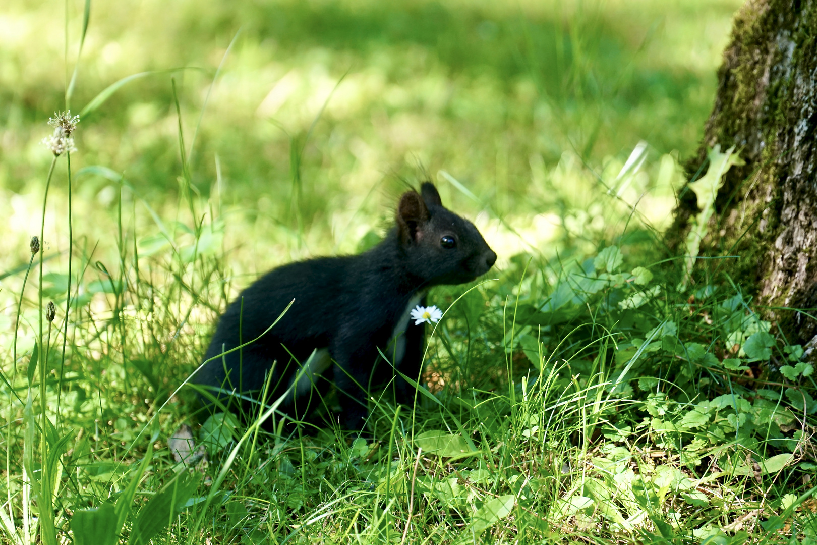 Eichhörnchen