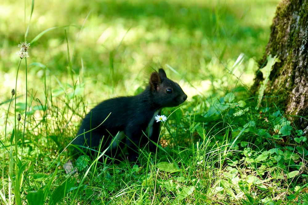 Eichhörnchen