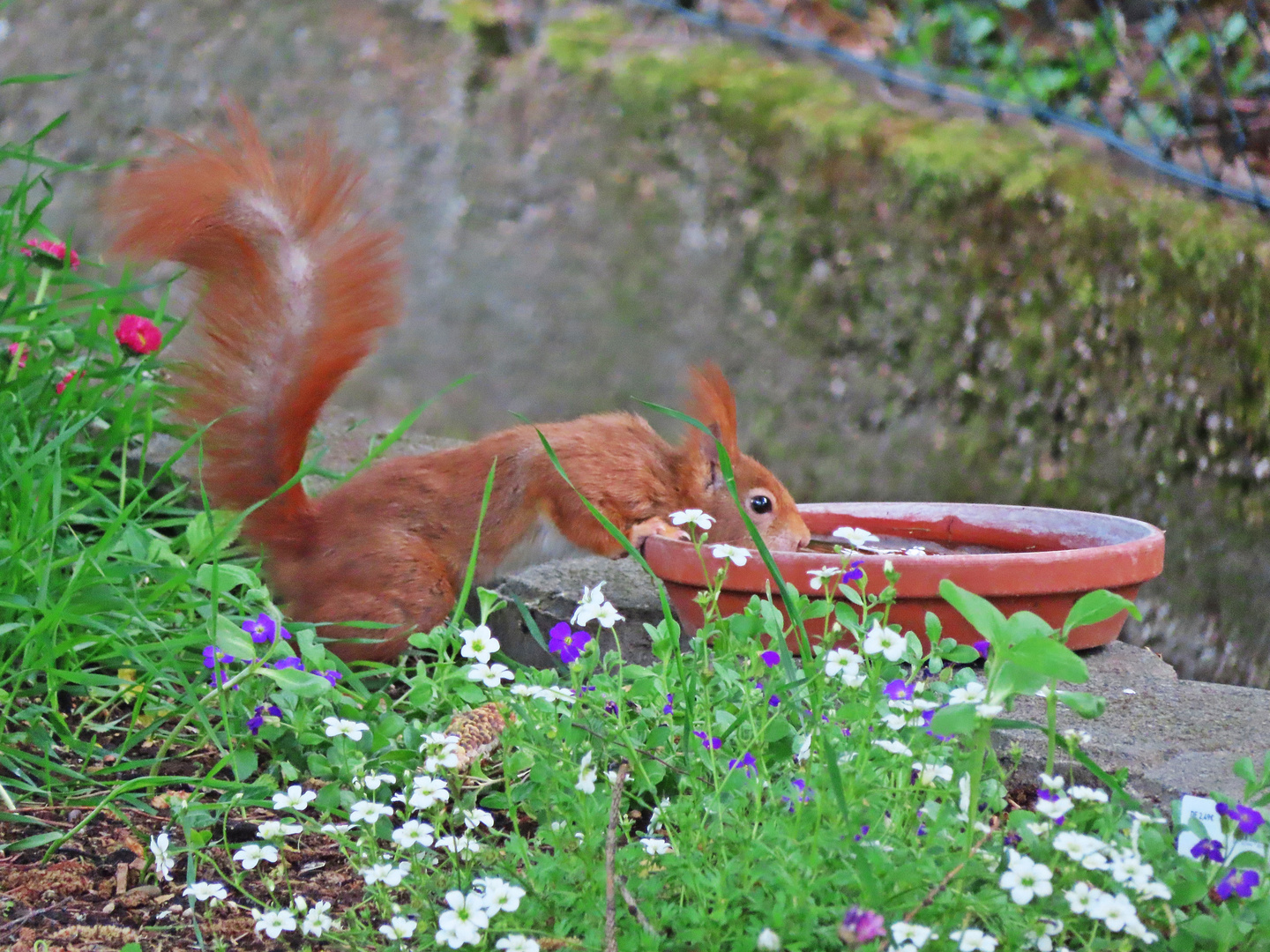 Eichhörnchen