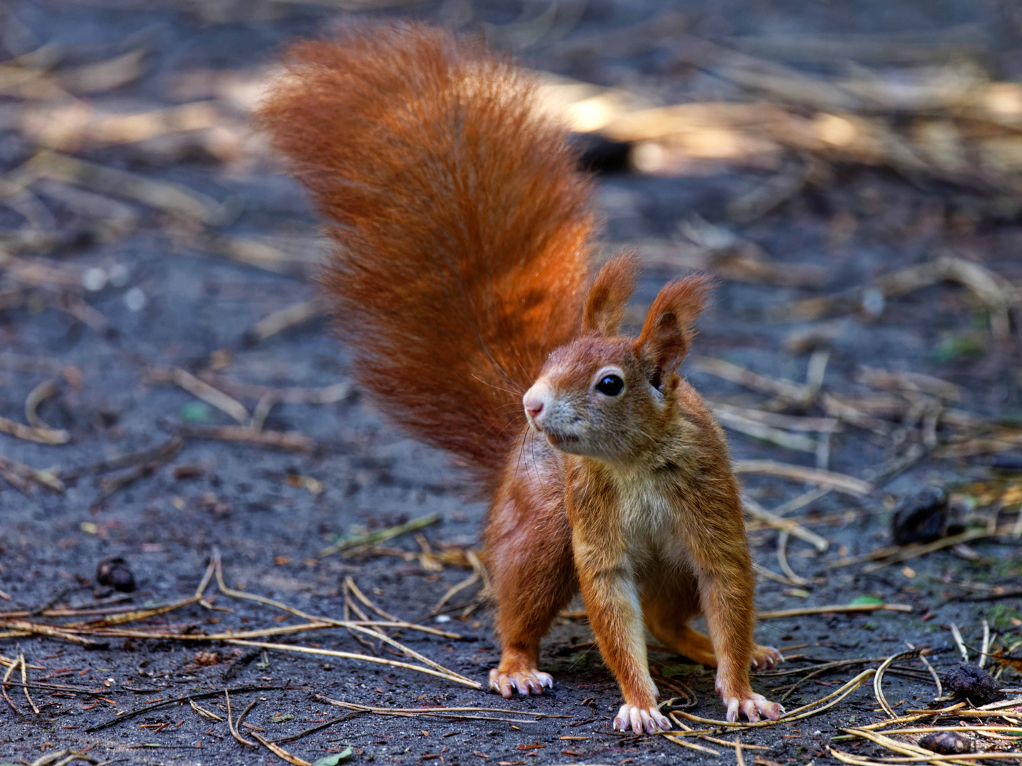 Eichhörnchen