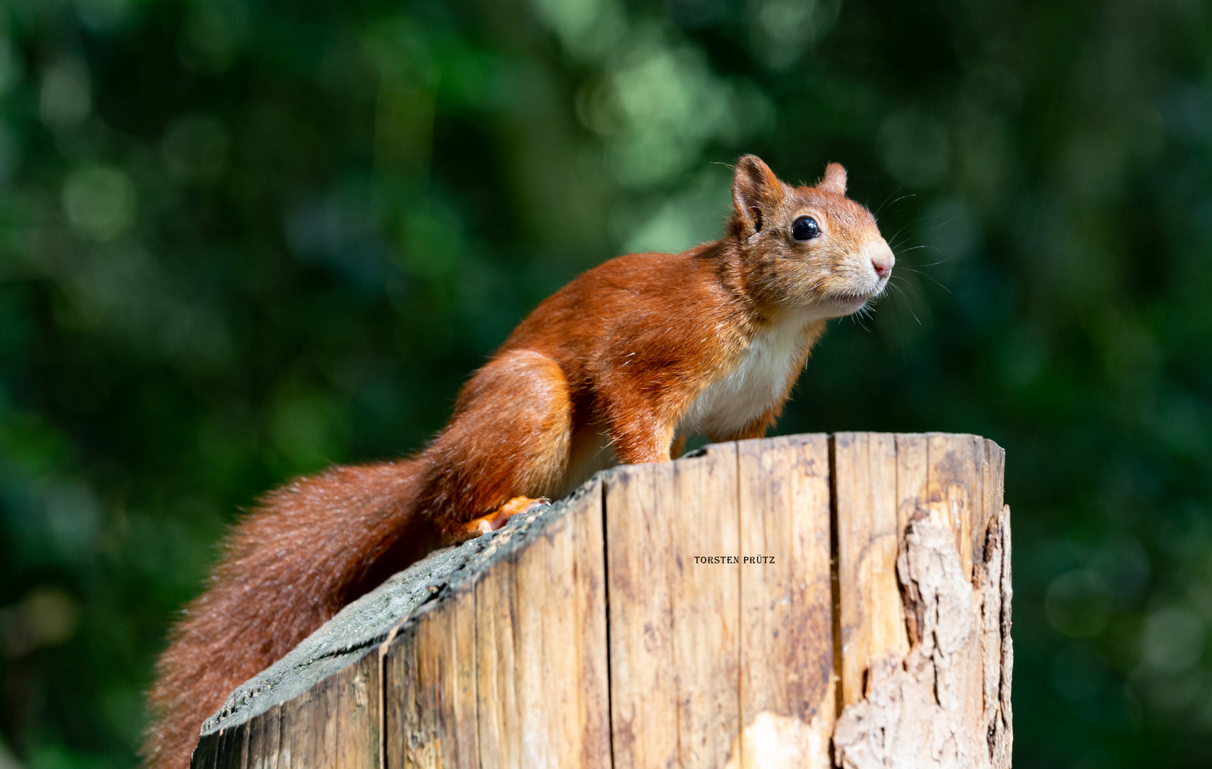 Eichhörnchen