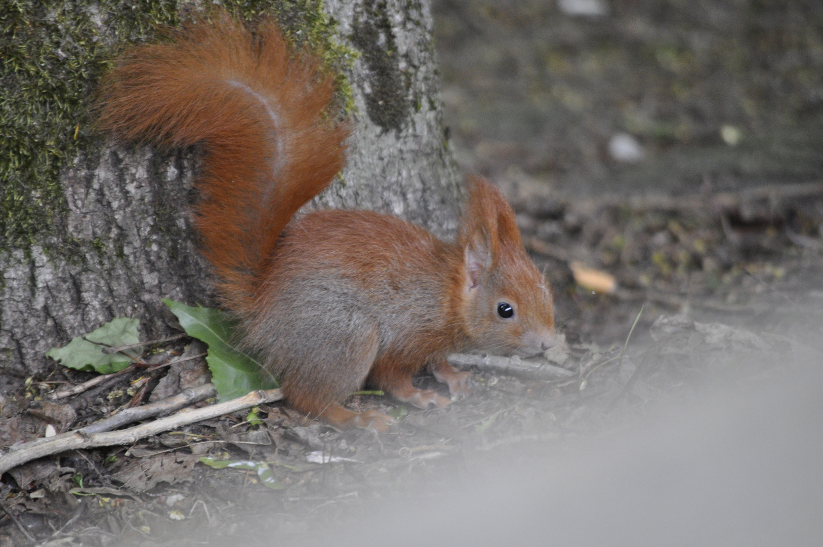 Eichhörnchen