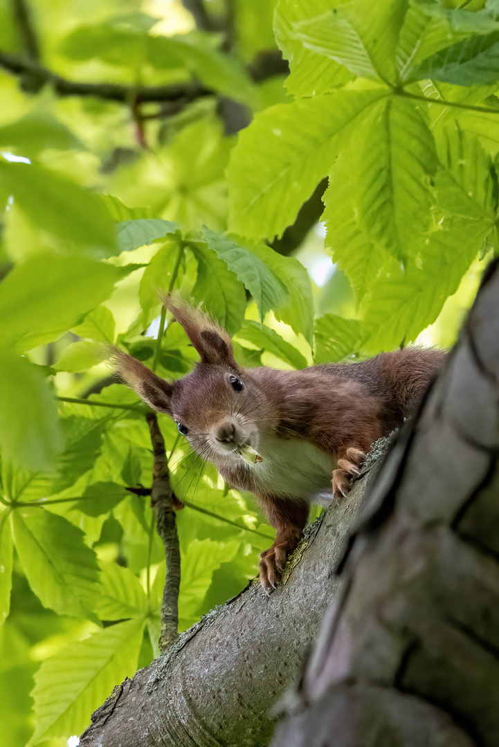 Eichhörnchen