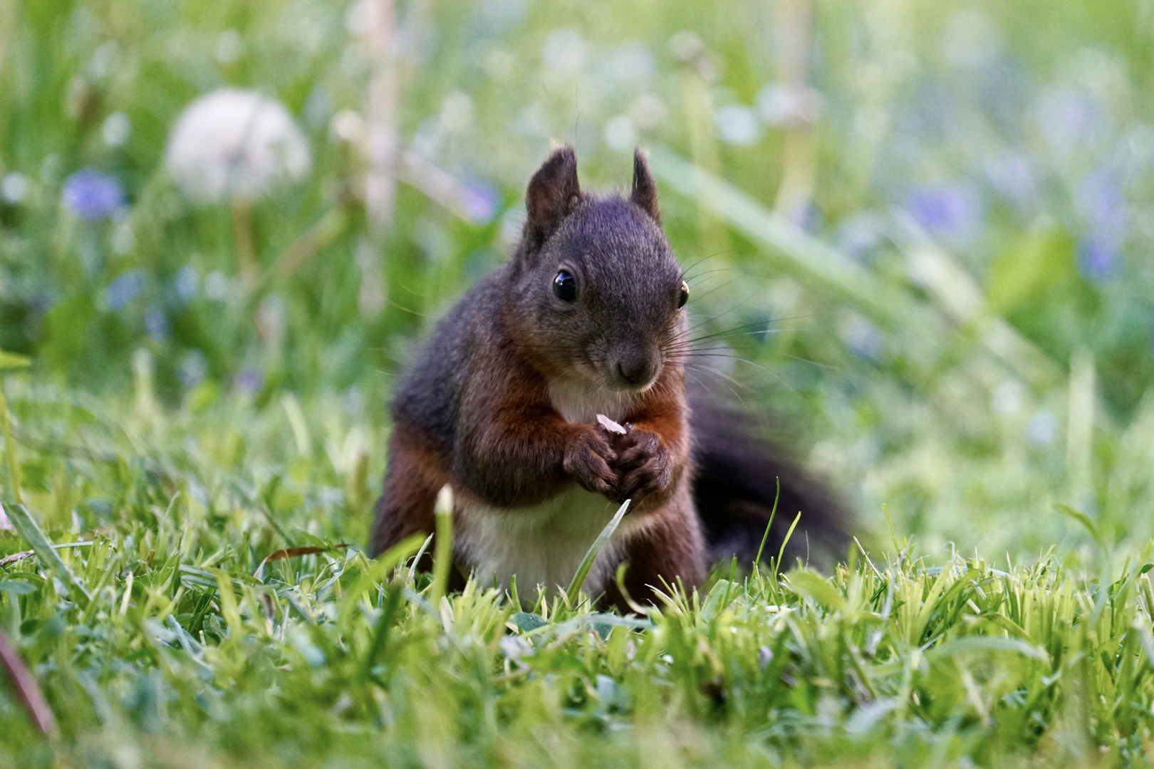 Eichhörnchen