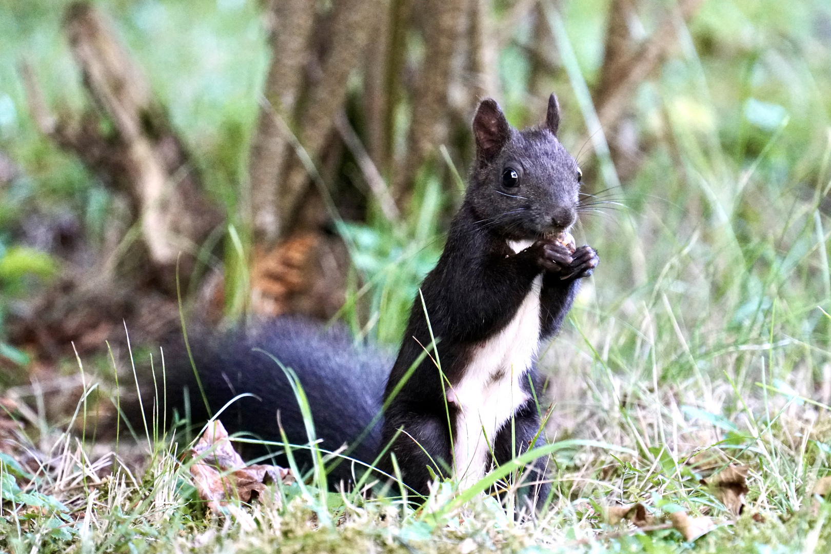 Eichhörnchen