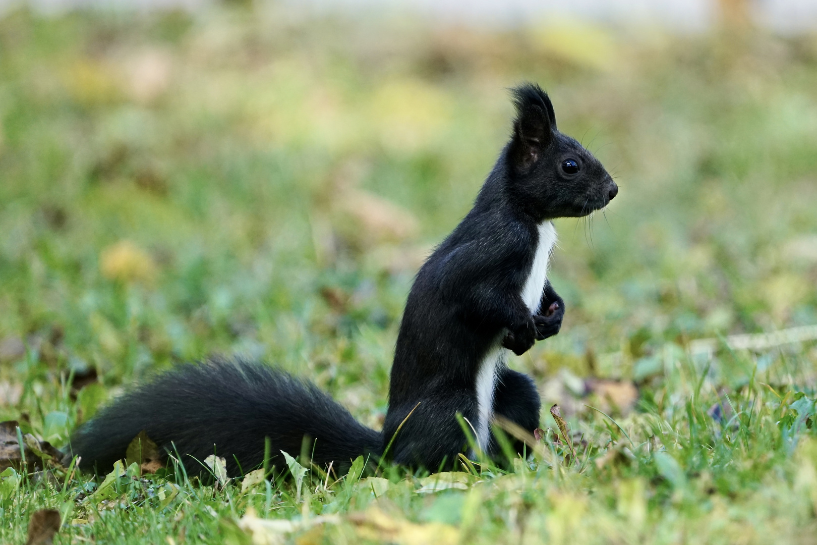 Eichhörnchen