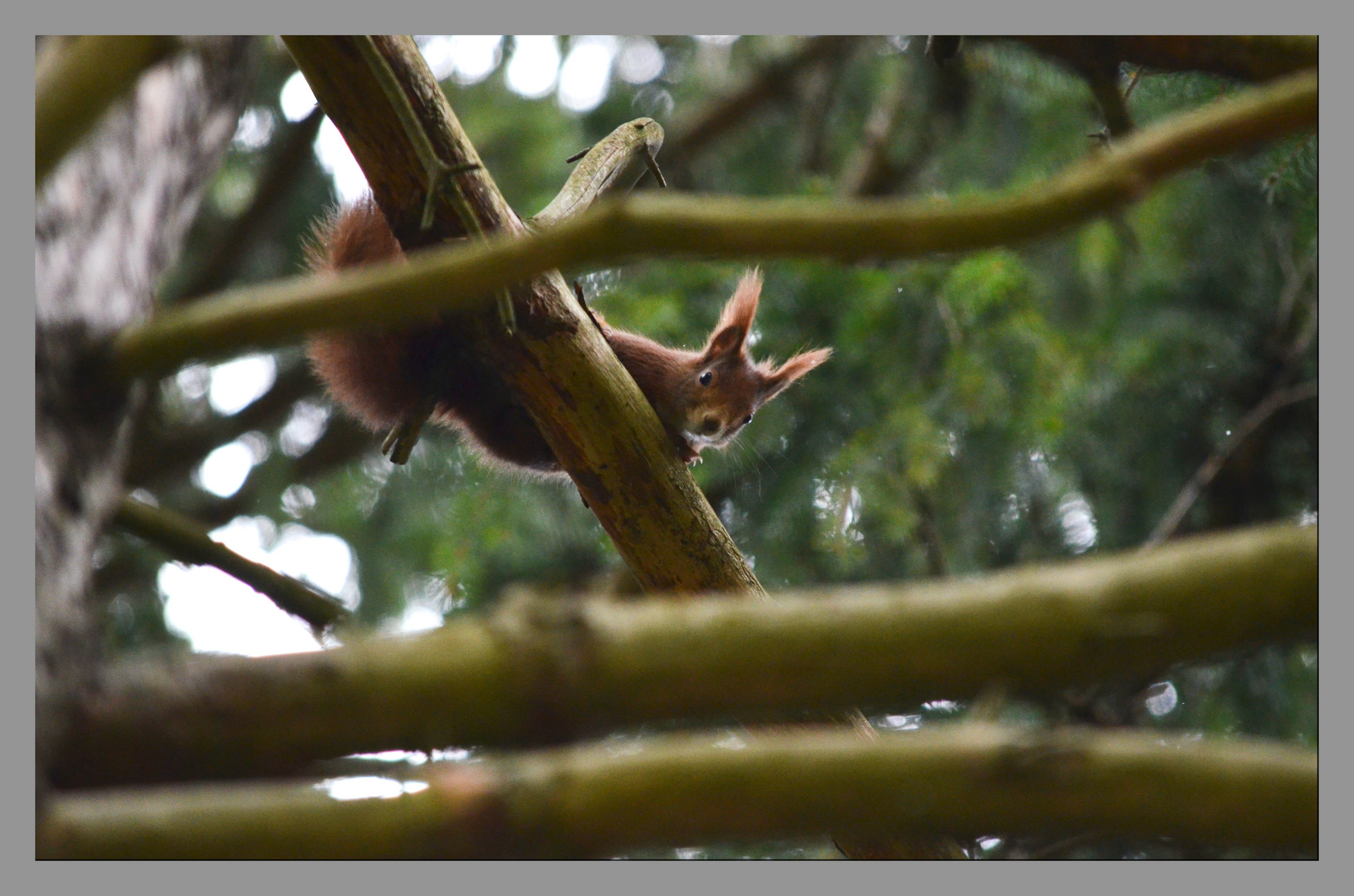 Eichhörnchen