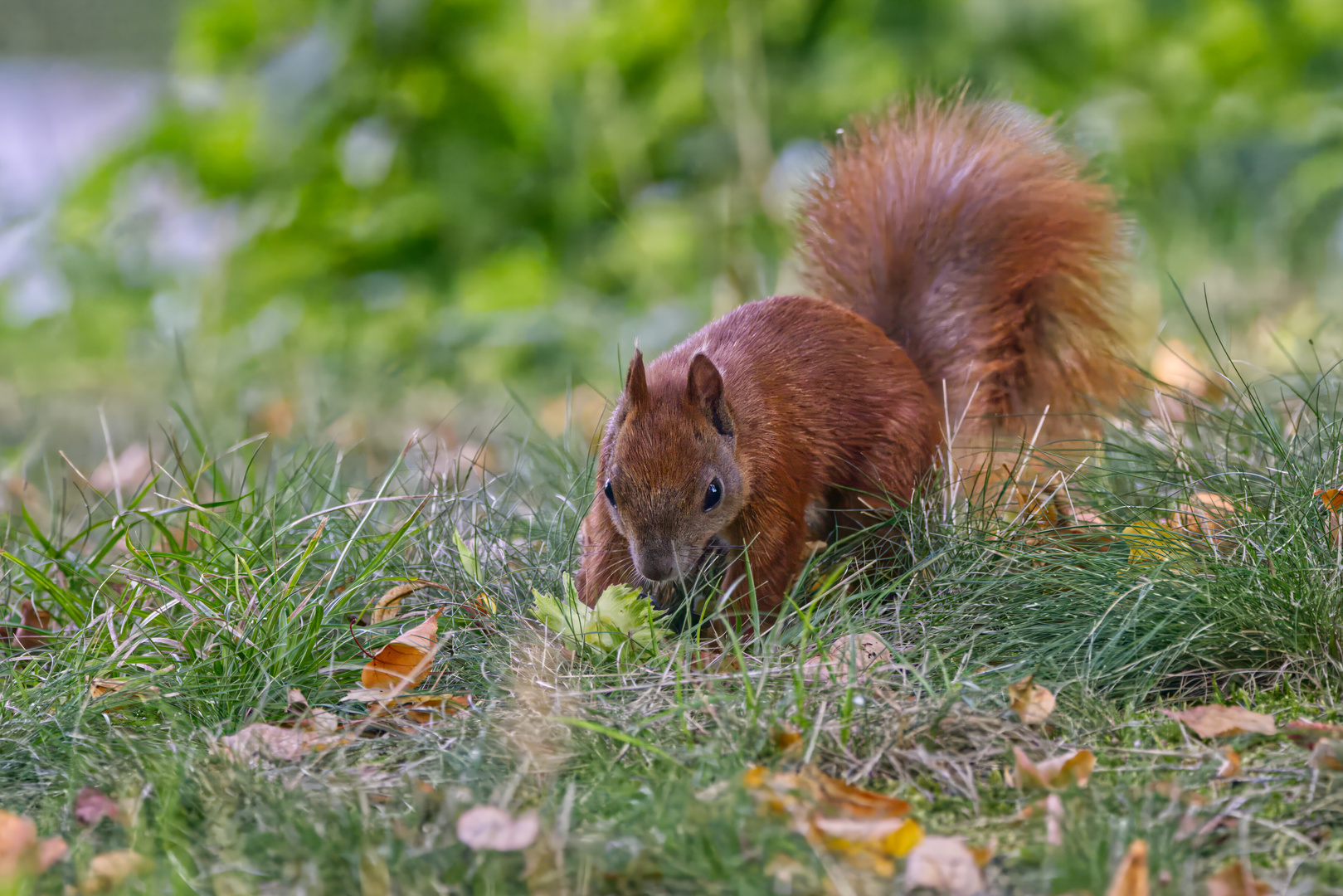 Eichhörnchen