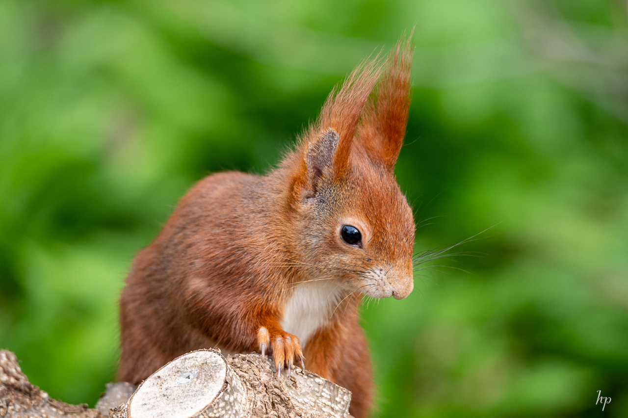 Eichhörnchen