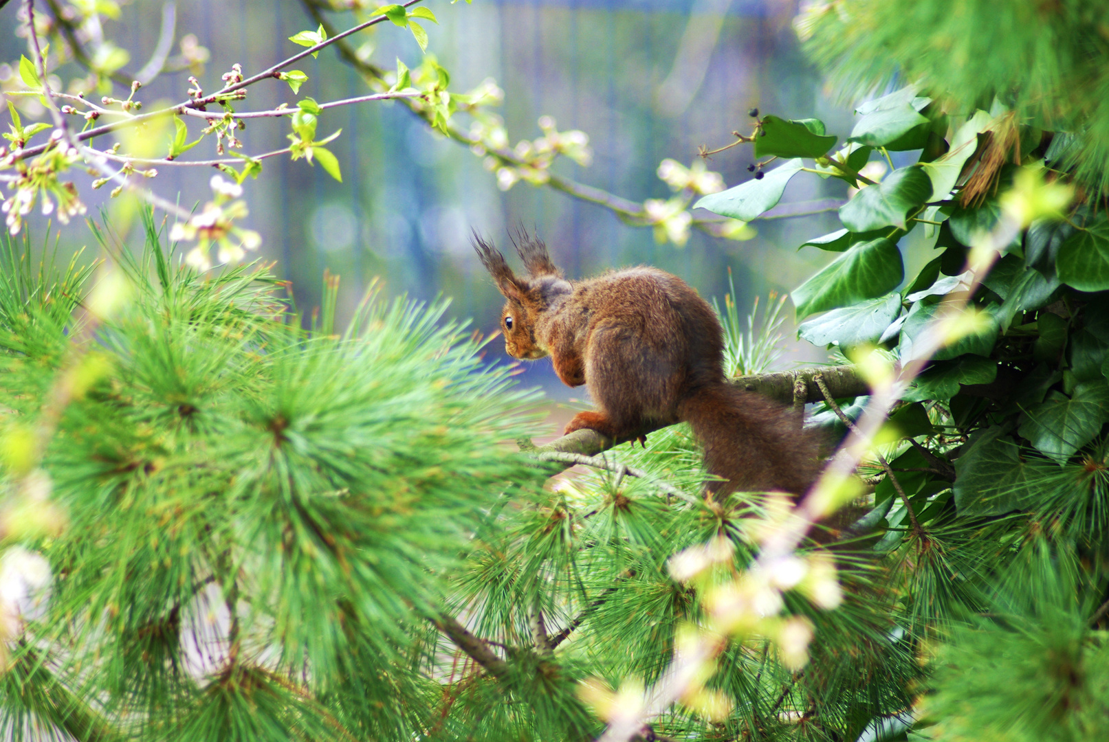 Eichhörnchen