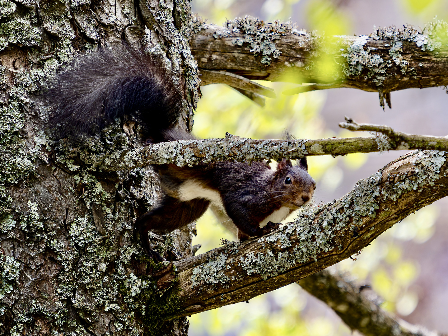 Eichhörnchen