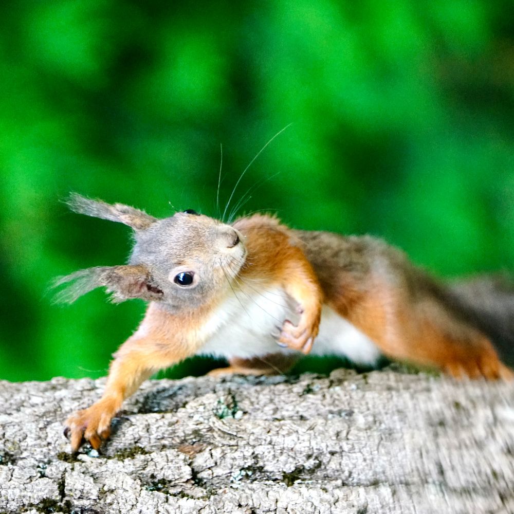 Eichhörnchen..