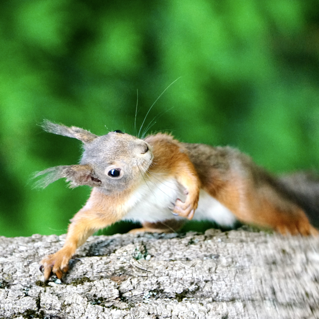 Eichhörnchen..