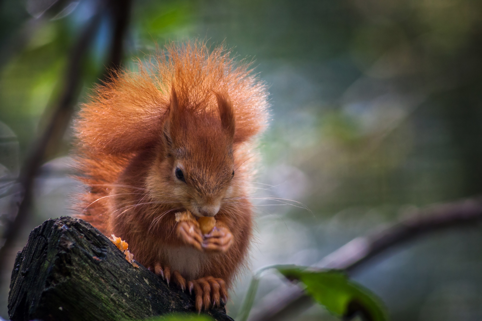 Eichhörnchen