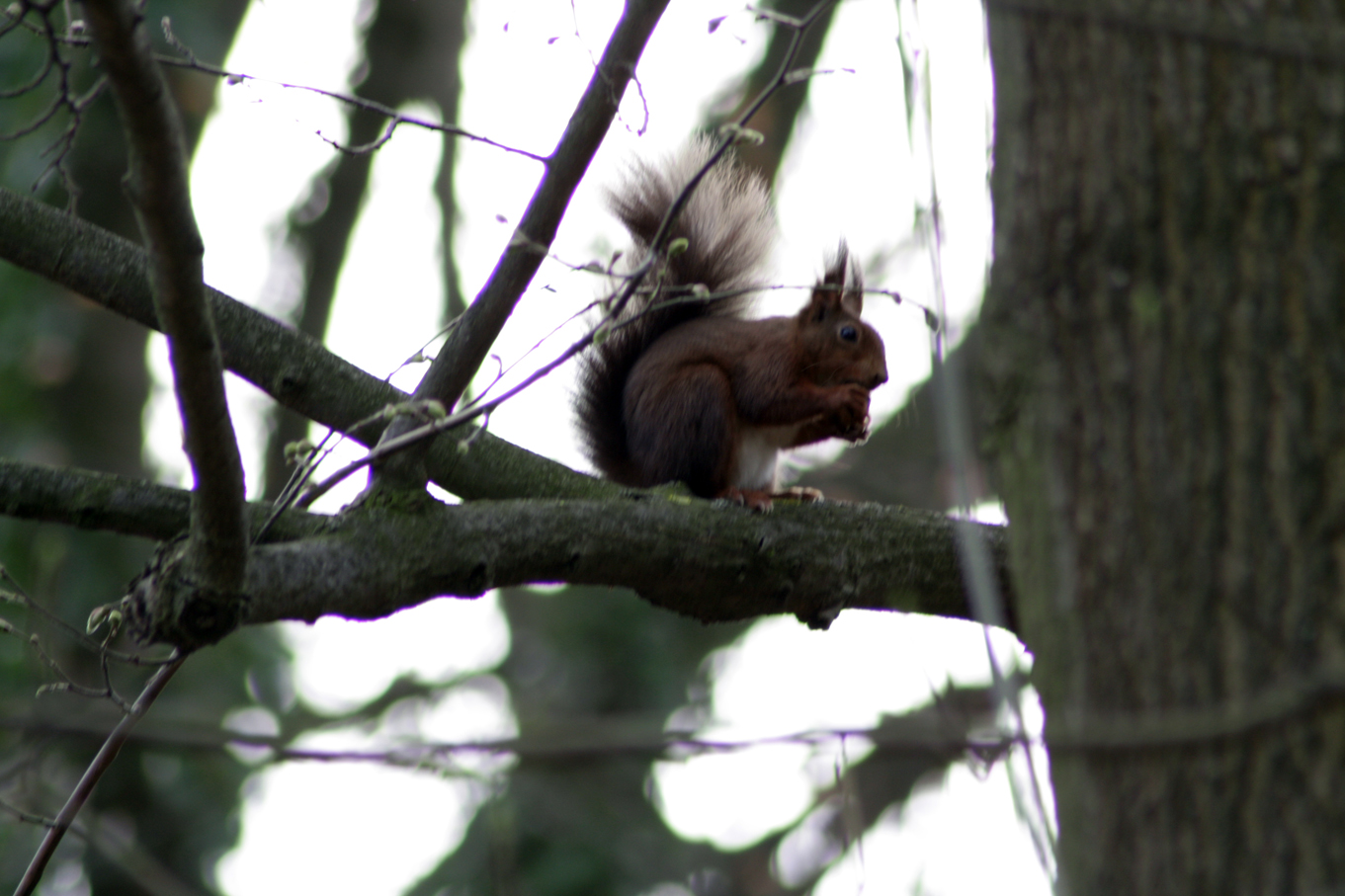 Eichhörnchen