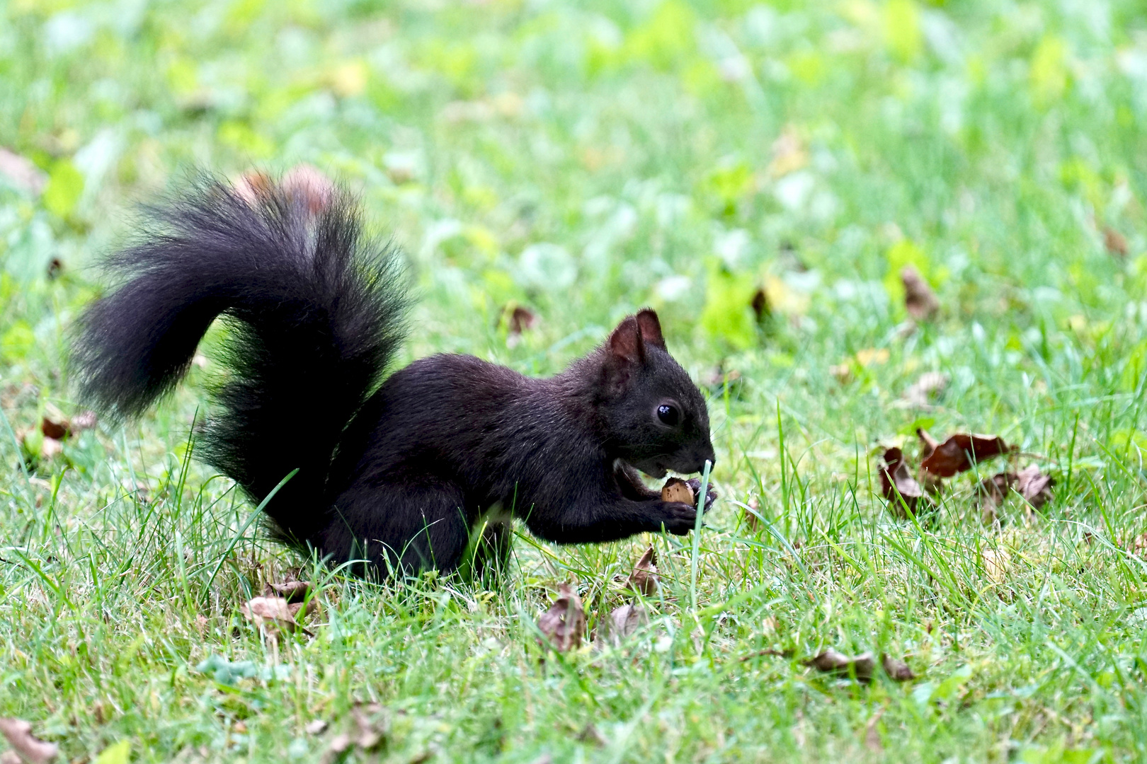 Eichhörnchen