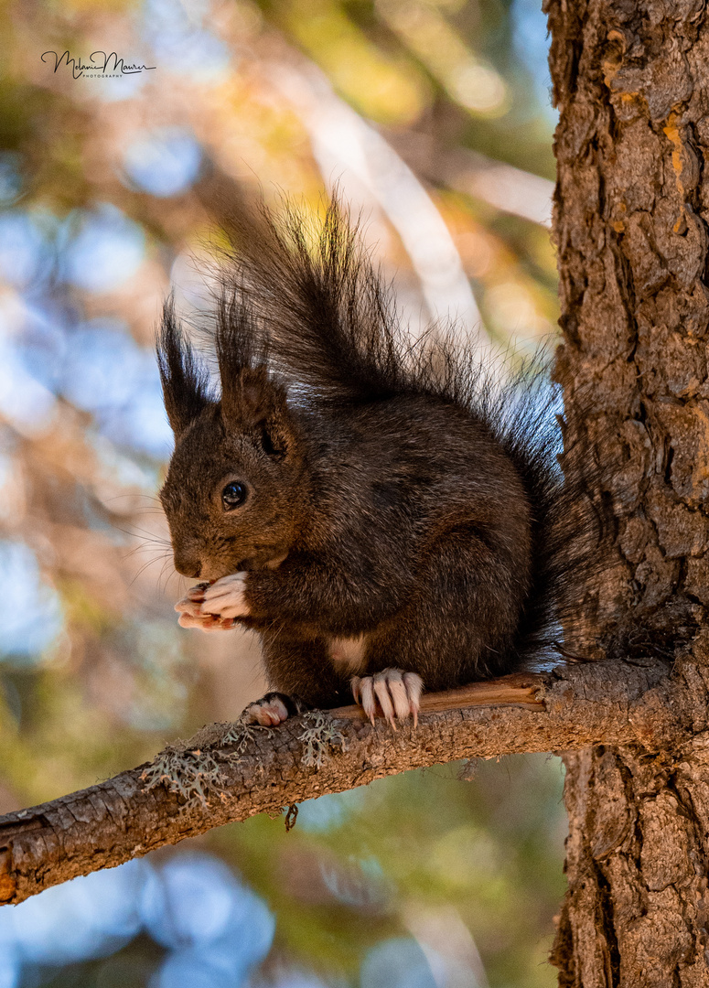 Eichhörnchen 