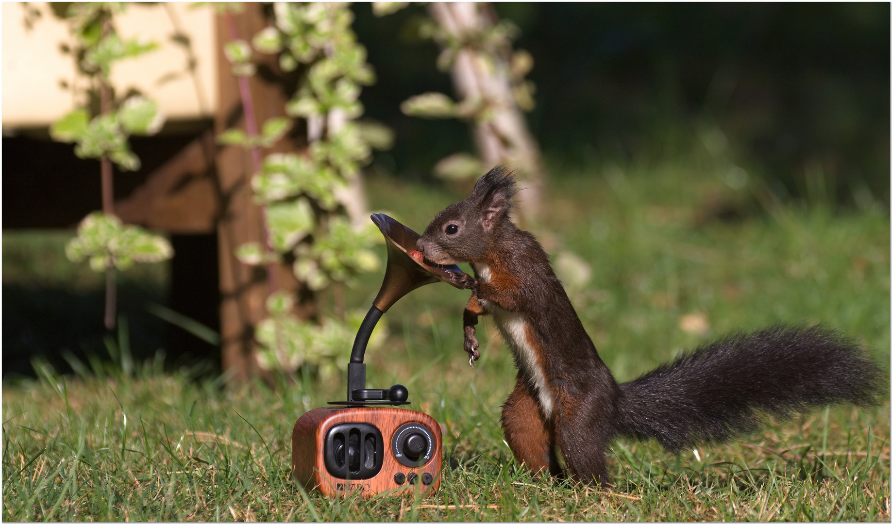 Eichhörnchen