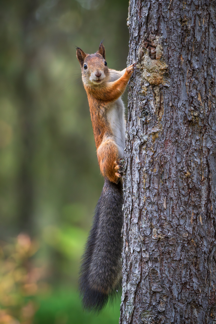 Eichhörnchen