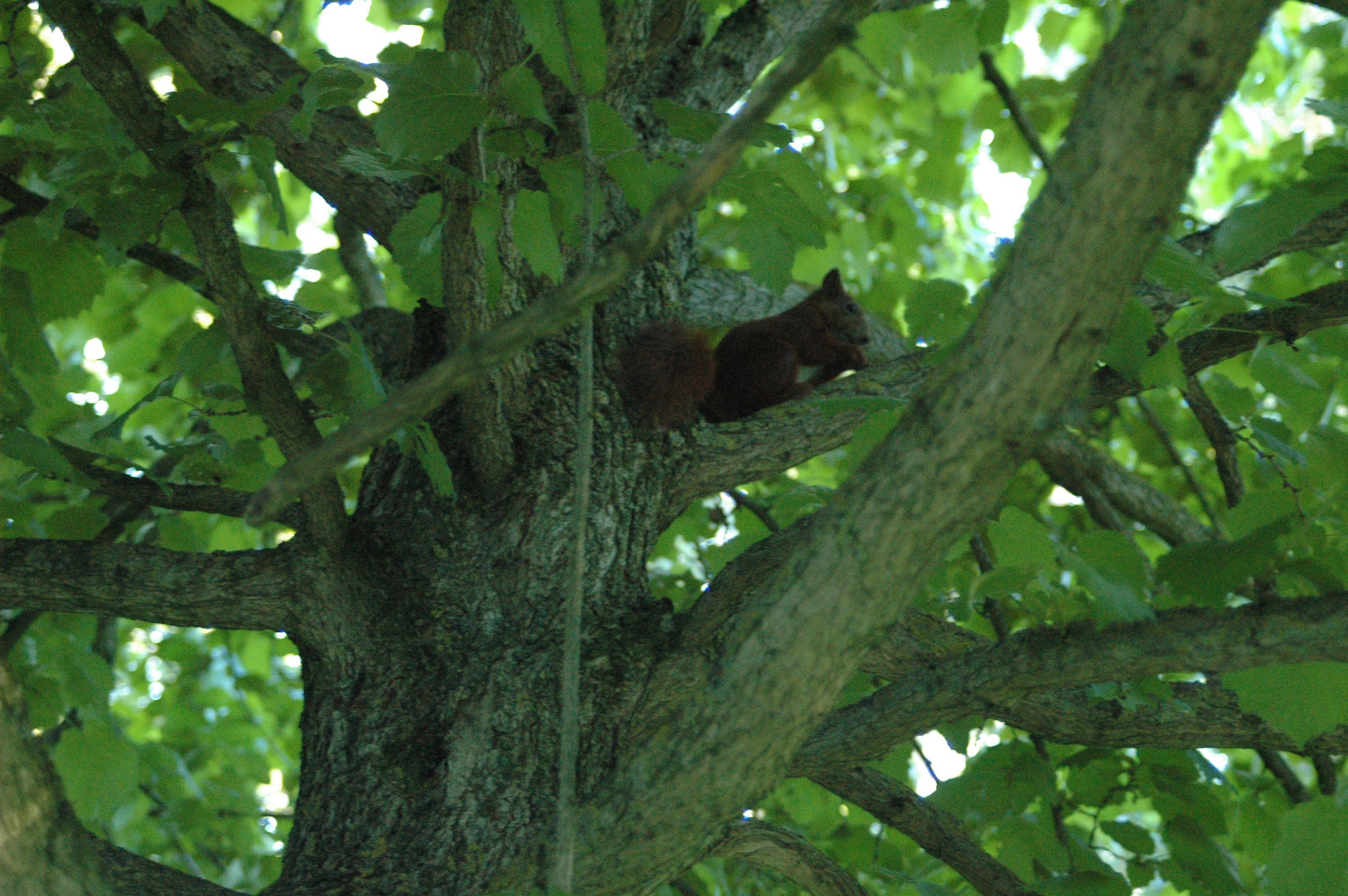 Eichhörnchen