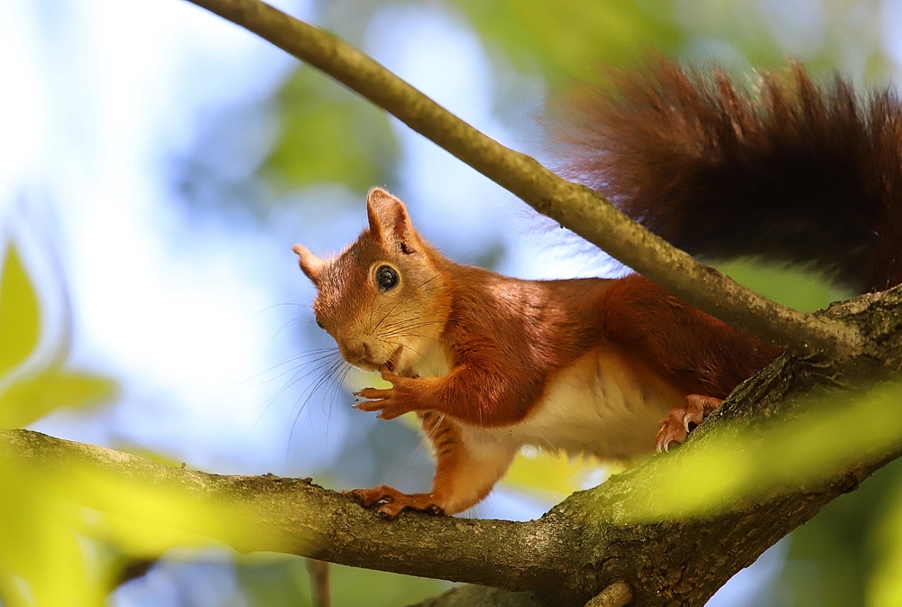 Eichhörnchen