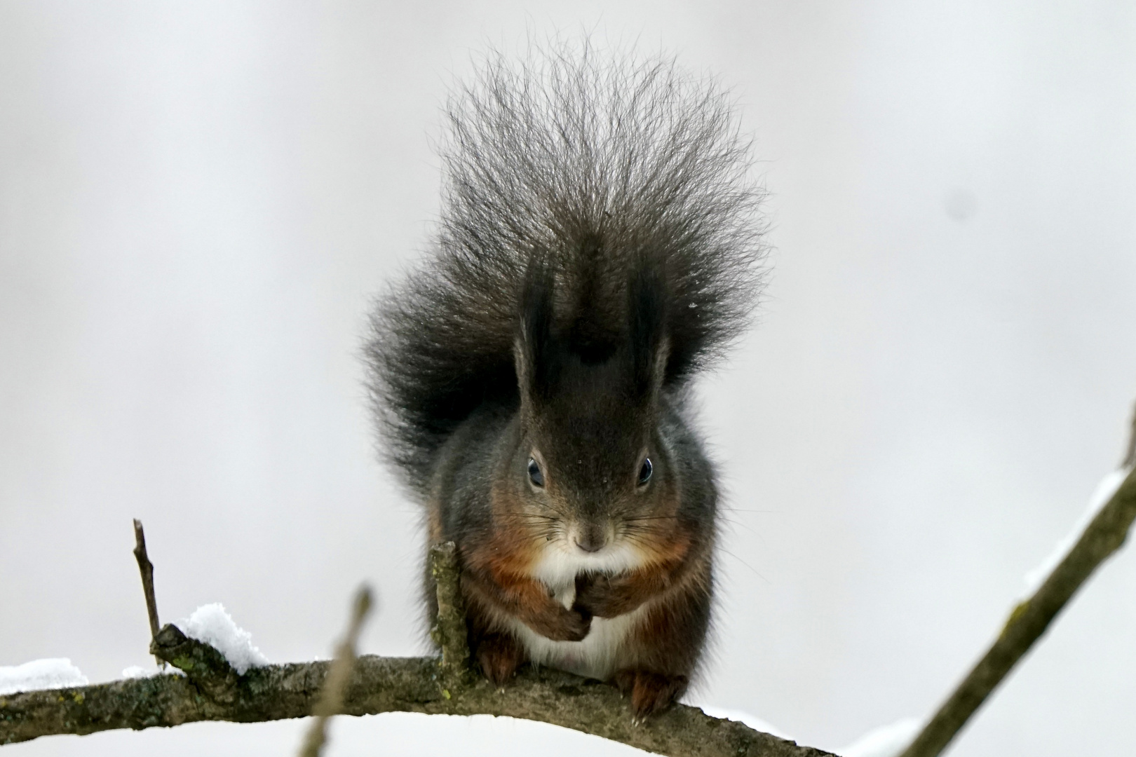 Eichhörnchen