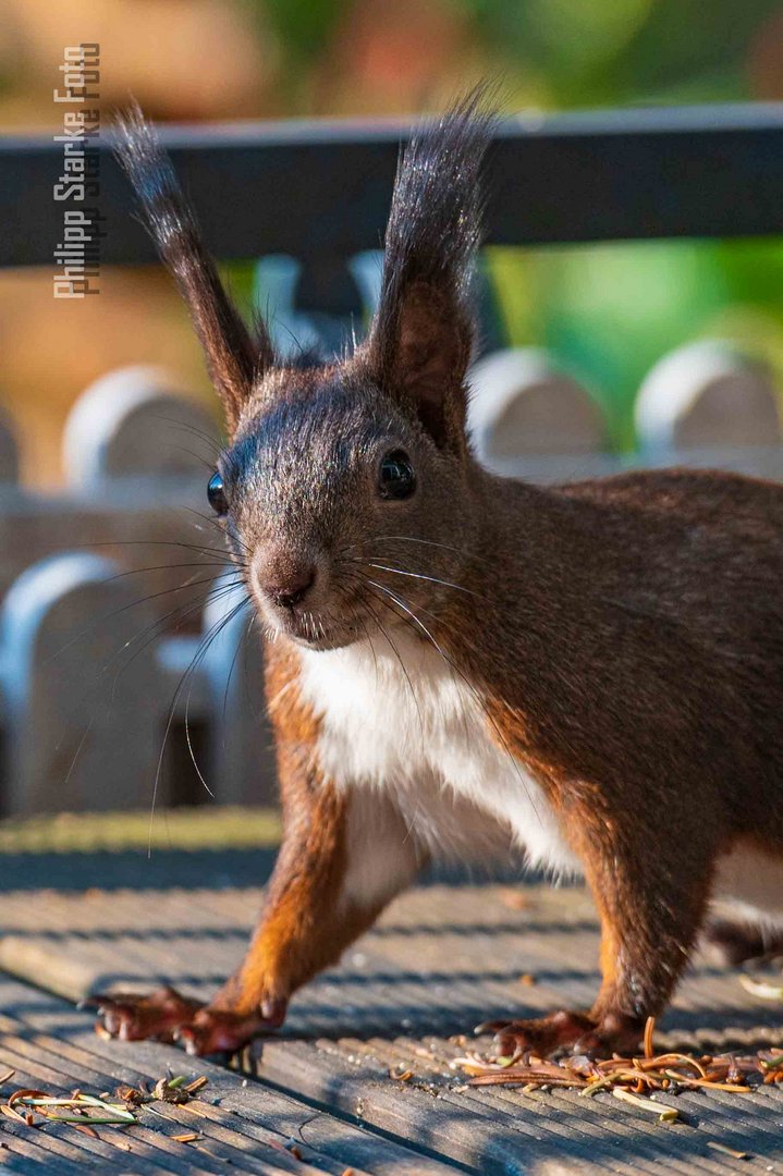 Eichhörnchen