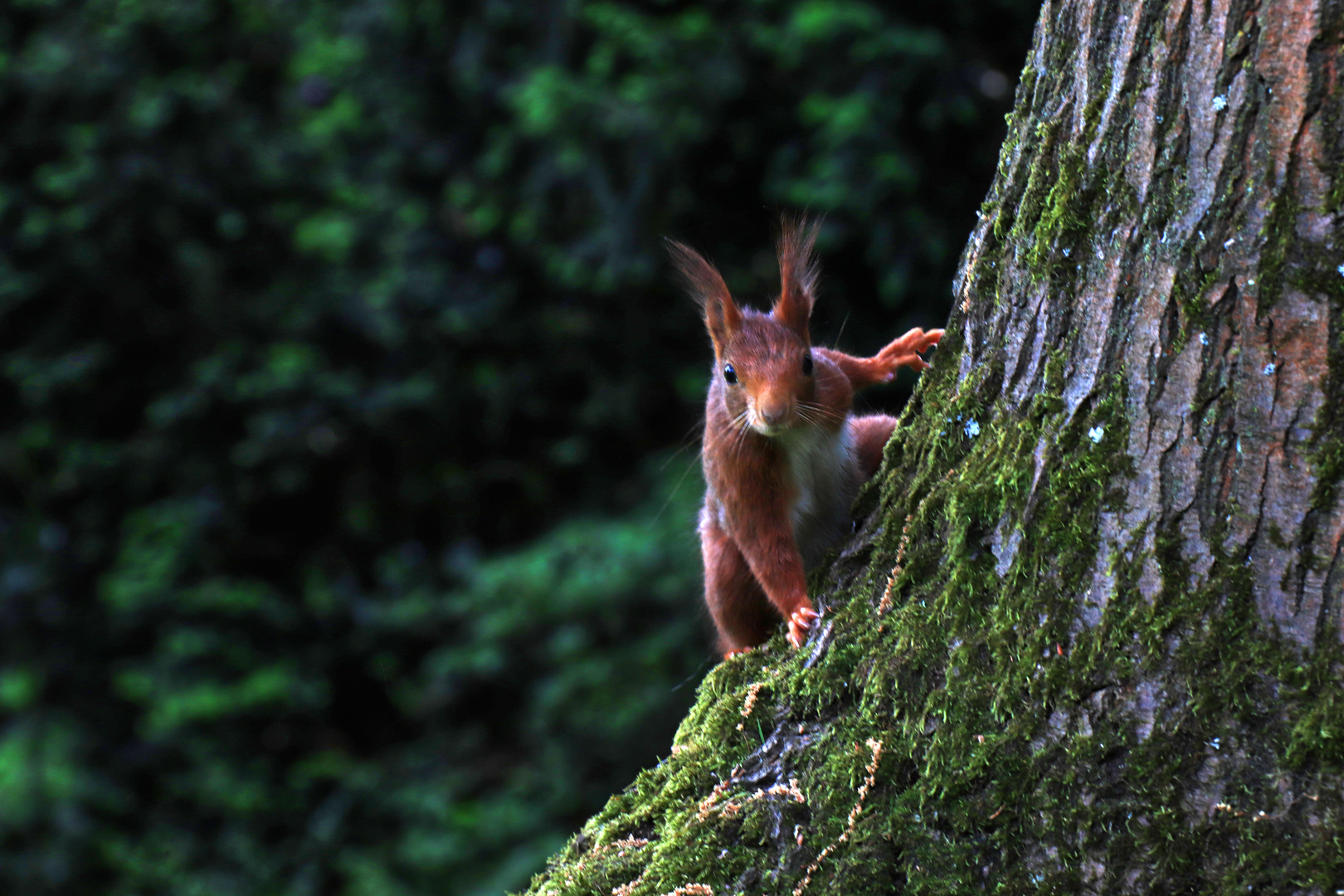 Eichhörnchen 