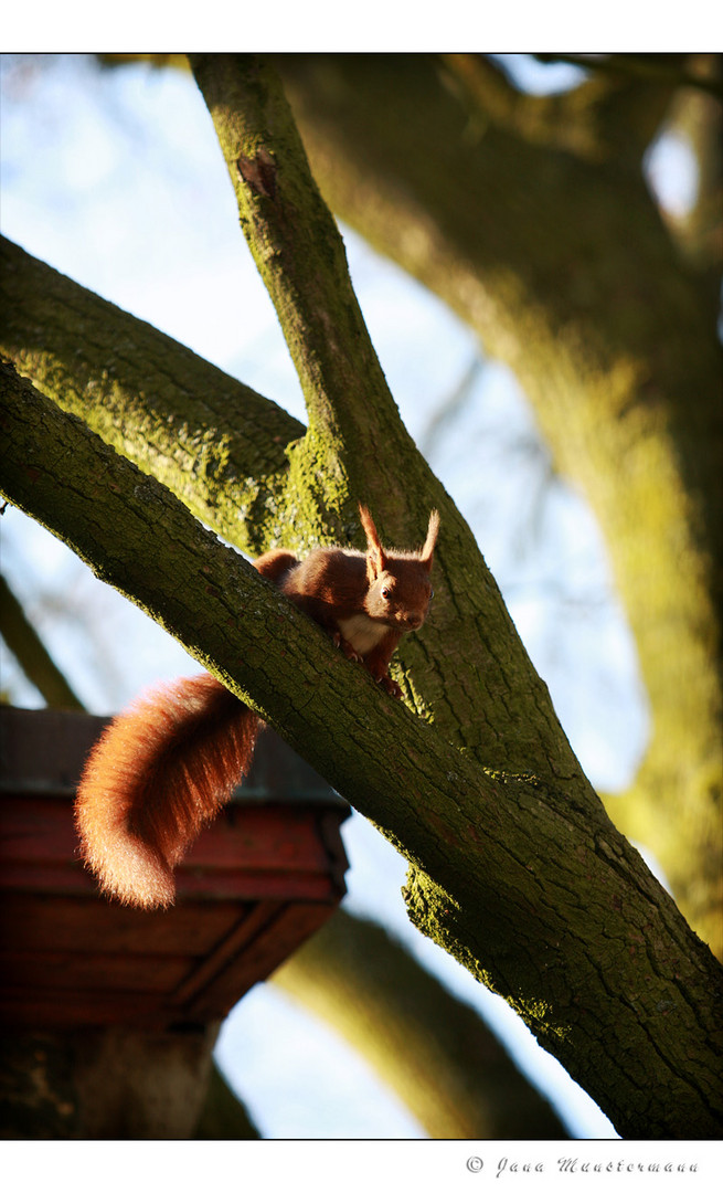 Eichhörnchen